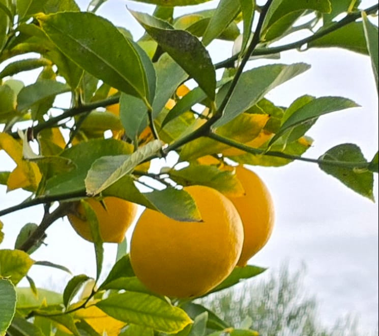 Meyer Lemons on a lemon tree with green leaves