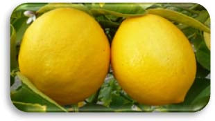 Premium Fresh Meyer Lemons